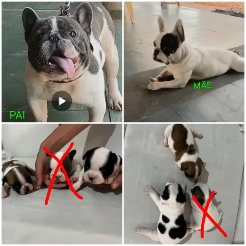 Vendo cachorros fêmea, bulldog francês