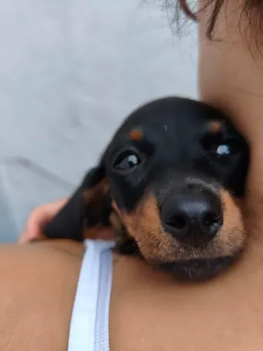 Teckel com Muito Carinho Esperando por Sua Família