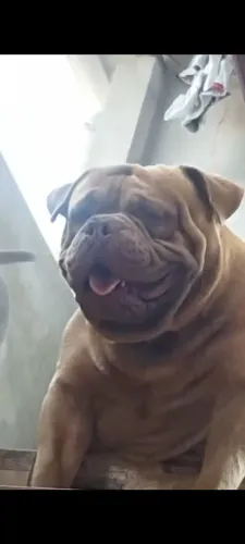 Brazilian bully
