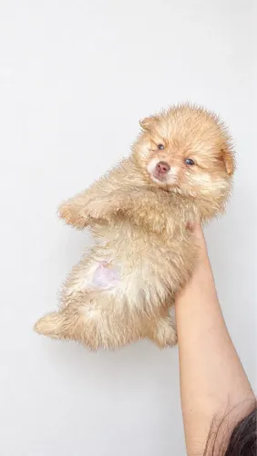 Lulu da Pomerânia - macho