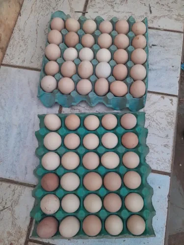 Ovos galados Índio cipó