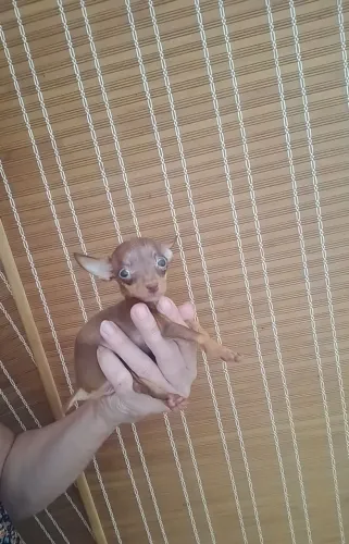 Pinscher micro 00