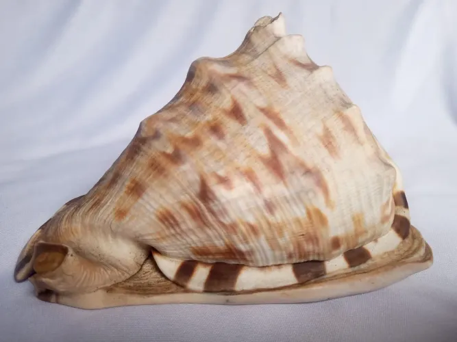 Concha marítima decorativa (C 116 cm/A 11cm)