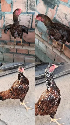 Galinha carioca
