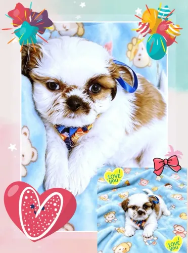 Filhote Macho de Shih Tzu