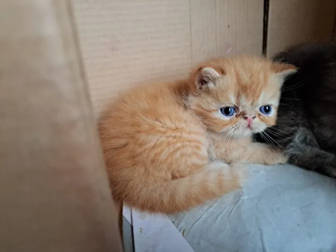 Gatos persa @Elisandrapet
