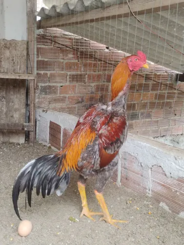 Frango de raça boa genética