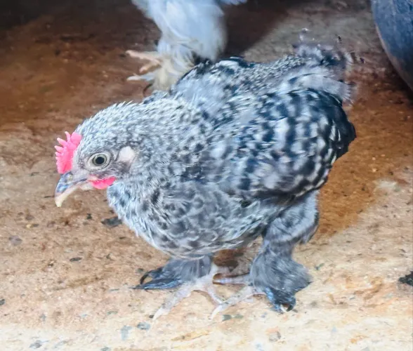 Galinha Ornamental|Galinhas Ornamentais | Garnize | Mini Cochin |Mini Galinha |Galinha Pet