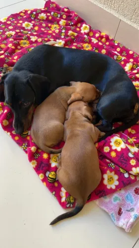 Dachsund filhotes 