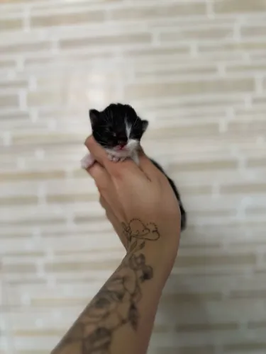 Gato para doação