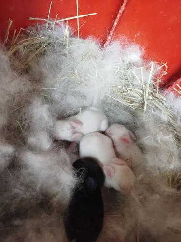 Vendo filhote de coelhos anão Netherlands o menor coelhos do mundo