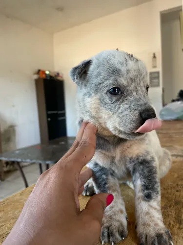 Cachorros da raça Blue Hiller filhotes à venda