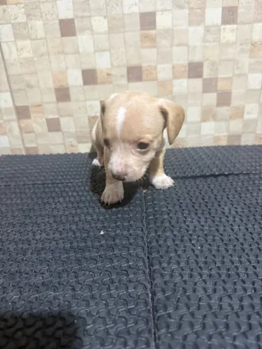 Cachorro basset