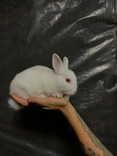 Filhotes de mini coelhos netherland 