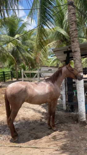 Vende-se cavalo rosilho registrado! 