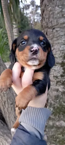 Filhotes de Dachshund bassê 