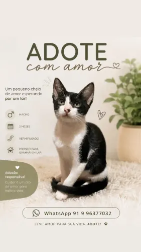 Gatinho para Adoção