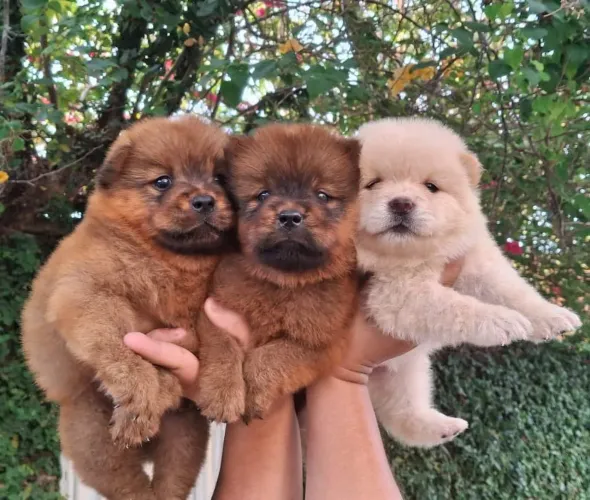 Chow chow