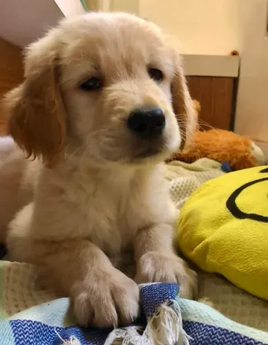 Golden Esse dog carrega alegria em cada passinho