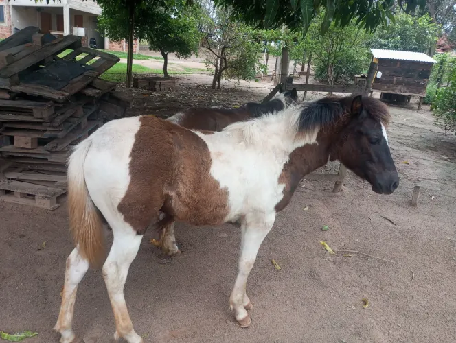 Vende -se essa potra