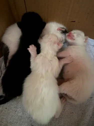 Doação de Gatos filhotes