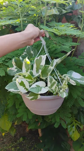 Planta jiboia N'joy cuia pendente 
