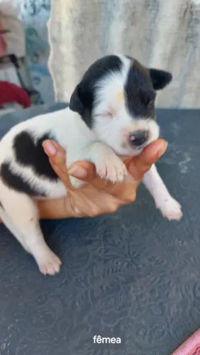Filhote de cachorro para adoção