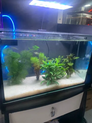 Aquário 25 Litros com substrato