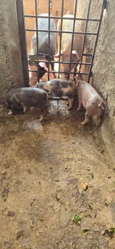LEITOES E PORCA