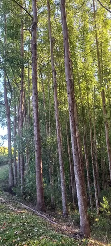 Eucaliptos