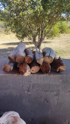 Lenha Frutífera de Jaboticaba para churrasco, defumação e parrilha