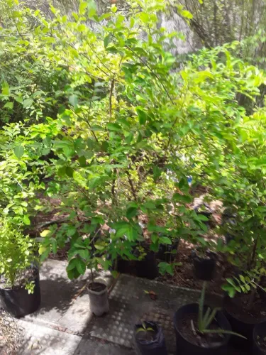Acerola 