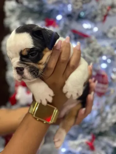 Filhote de Bulldog inglês 