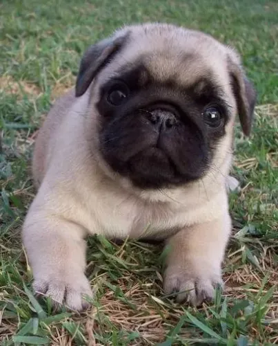 Pug de 46 dias 