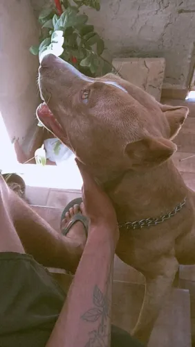 Vende-se american pitbull terrier