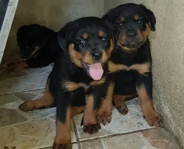 Rotwailler filhotes a cada lambida vc ganha mais 01 dia de vida