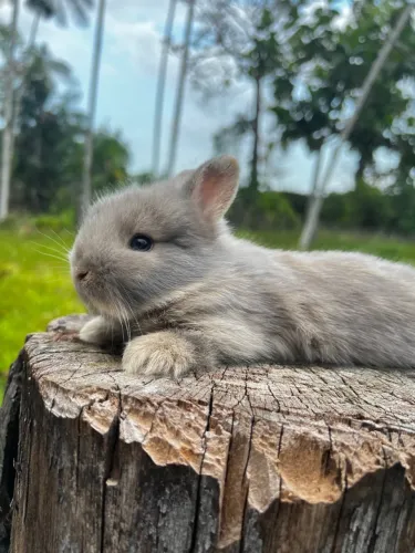 COELHO MINI LION HEAD