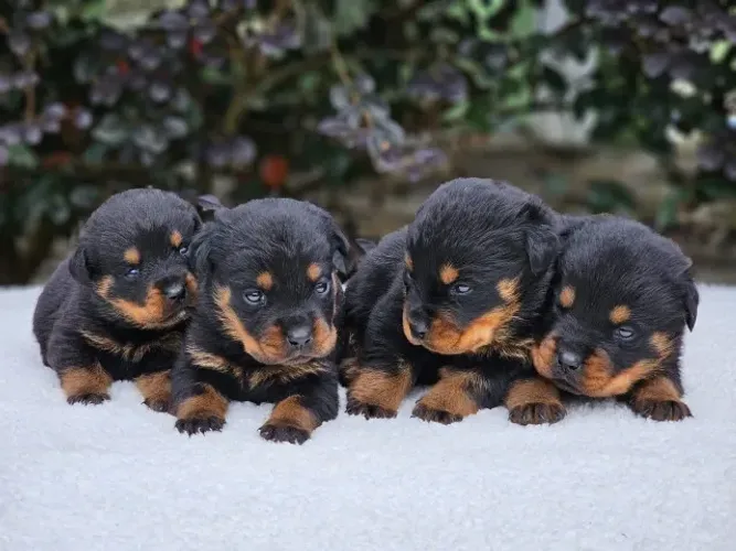 Filhotes de Rottweiler | Excelente Genética