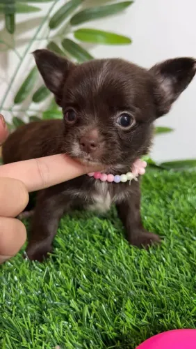 Chihuahua Pedigree e Vacinação importada- Filhotes de alta Linhagem