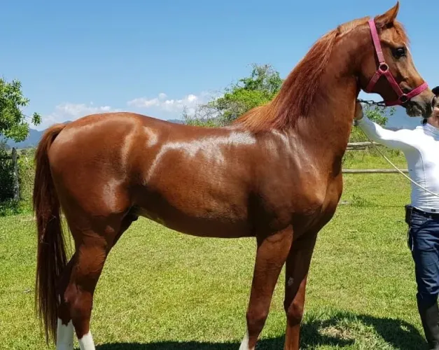 Cavalo Puro Sangue Árabe