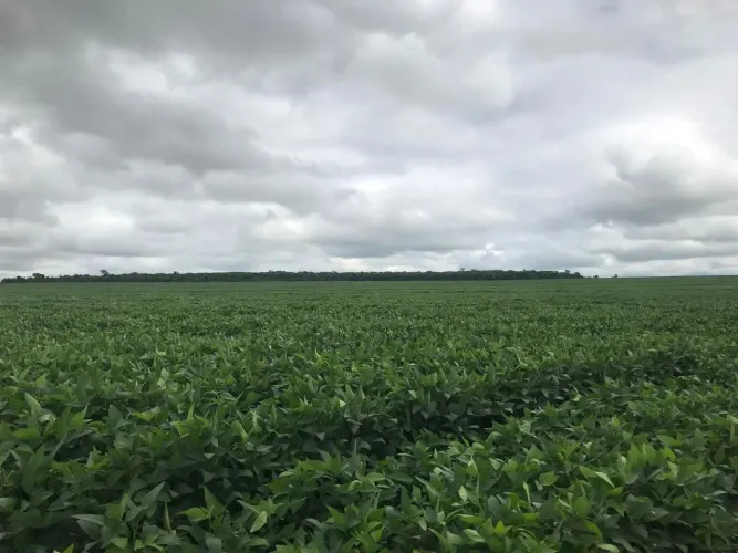 Fazenda arrendamento 227 alqueires em nova alvorada sim MS. Plantando