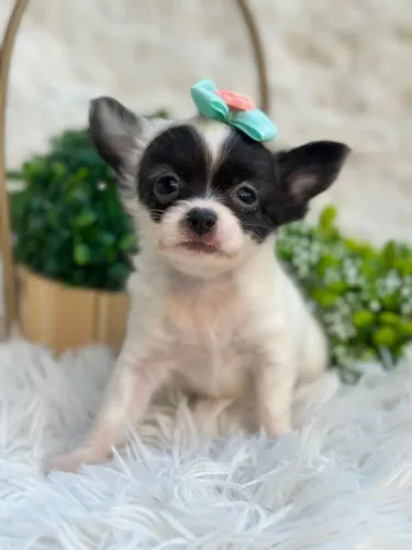 Chihuahuas com garantias genéticas e suporte vet