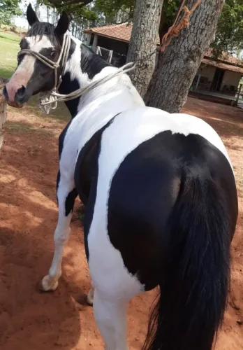 GARANHÃO HOMOZIGOTO 