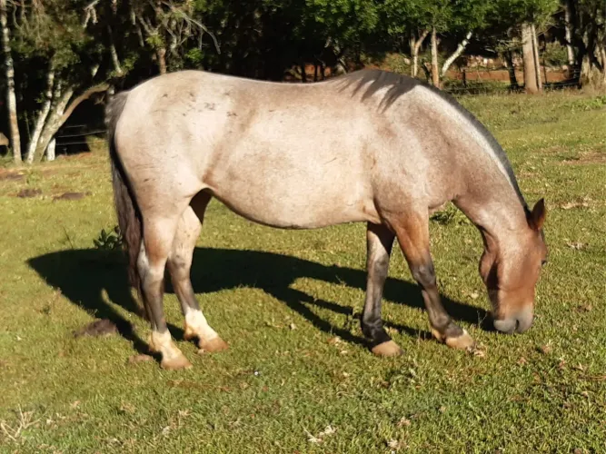 Égua Crioula confirmada