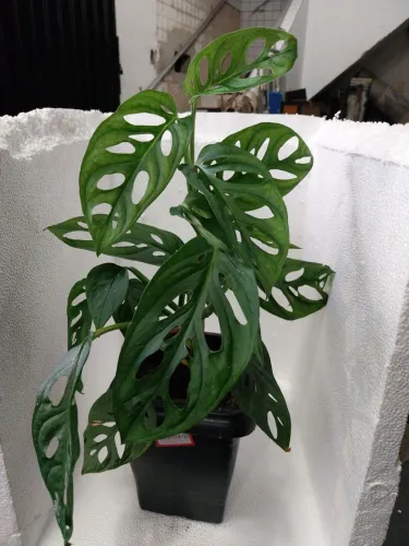 Vasos de Costela de Eva (Monstera Adansonii) (ver descrição)