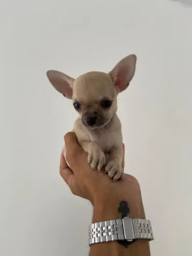 Chihuahua branco/malhado/vermelho/red brindle, com garantias genéticas e suporte vet!