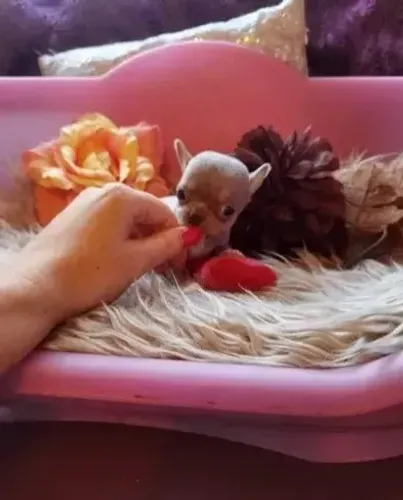Chihuahua Fêmea Black: Mini Coração Pronto para Amar!