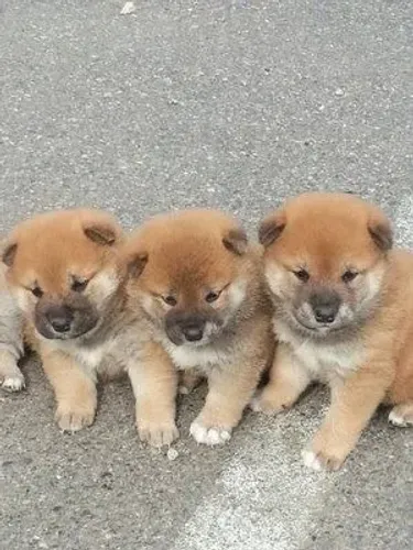 Filhotes de Shiba Inu à venda! ?