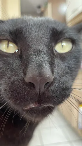 Doação gato macho castrado