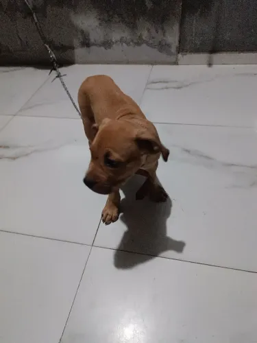 Filhote de Pitbull